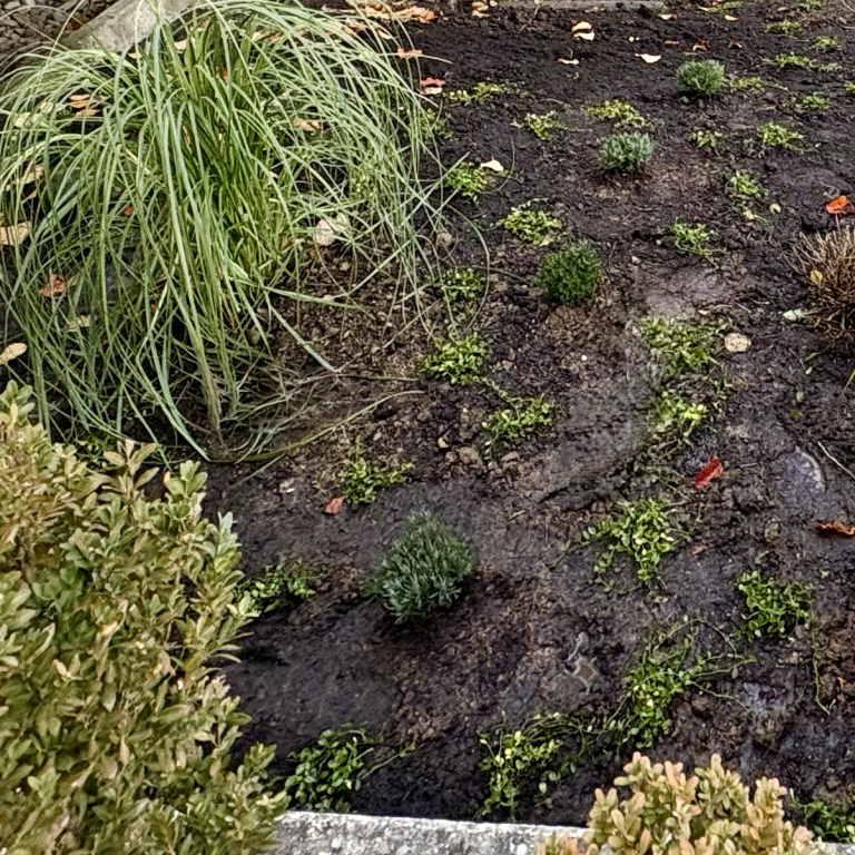 Pflanzkonzept für Mehrfamilienhaus in Ulm - pflegeleichte Gartengestaltung